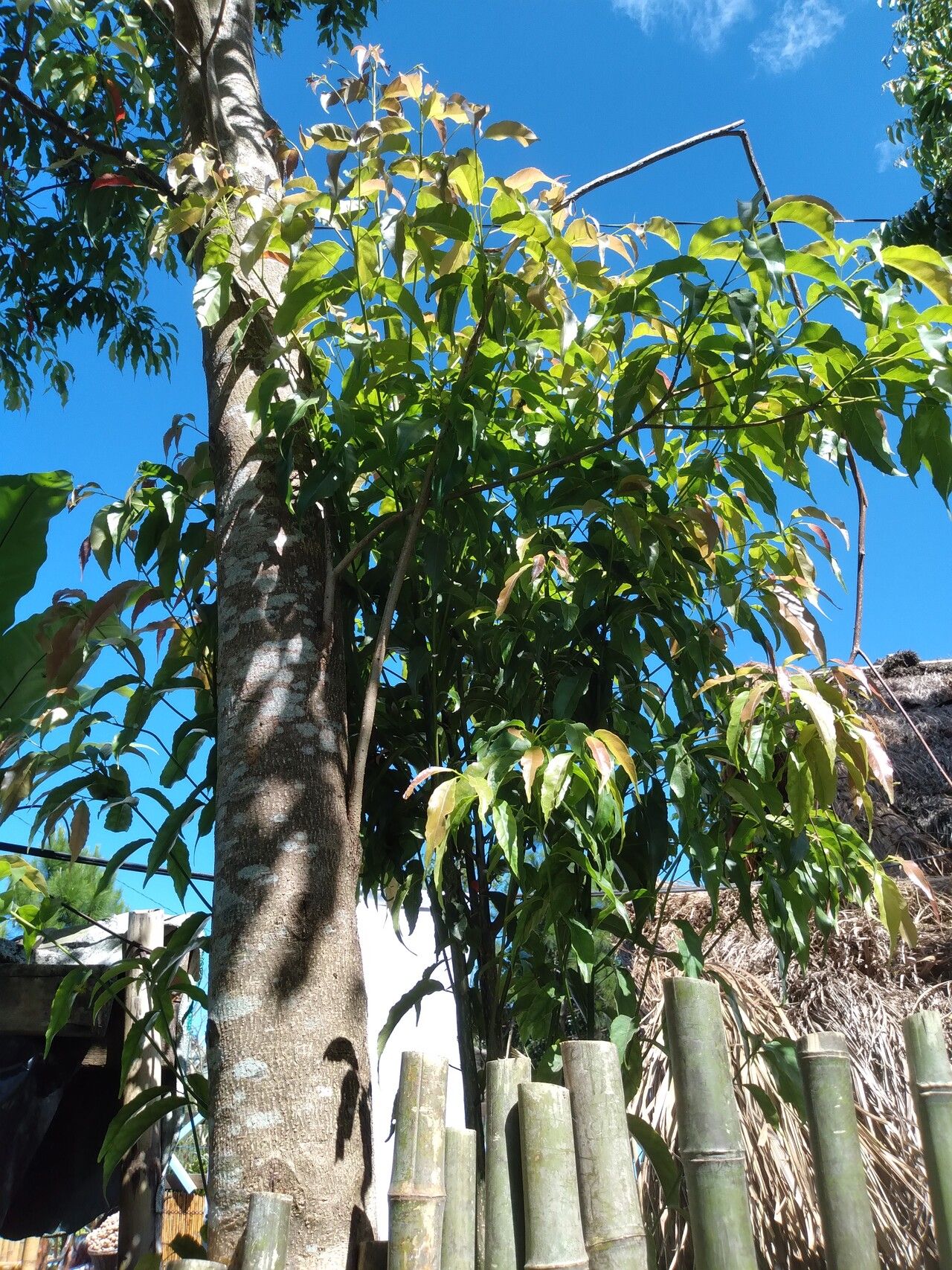 Elaeocarpus mastersii — houseplant care guide