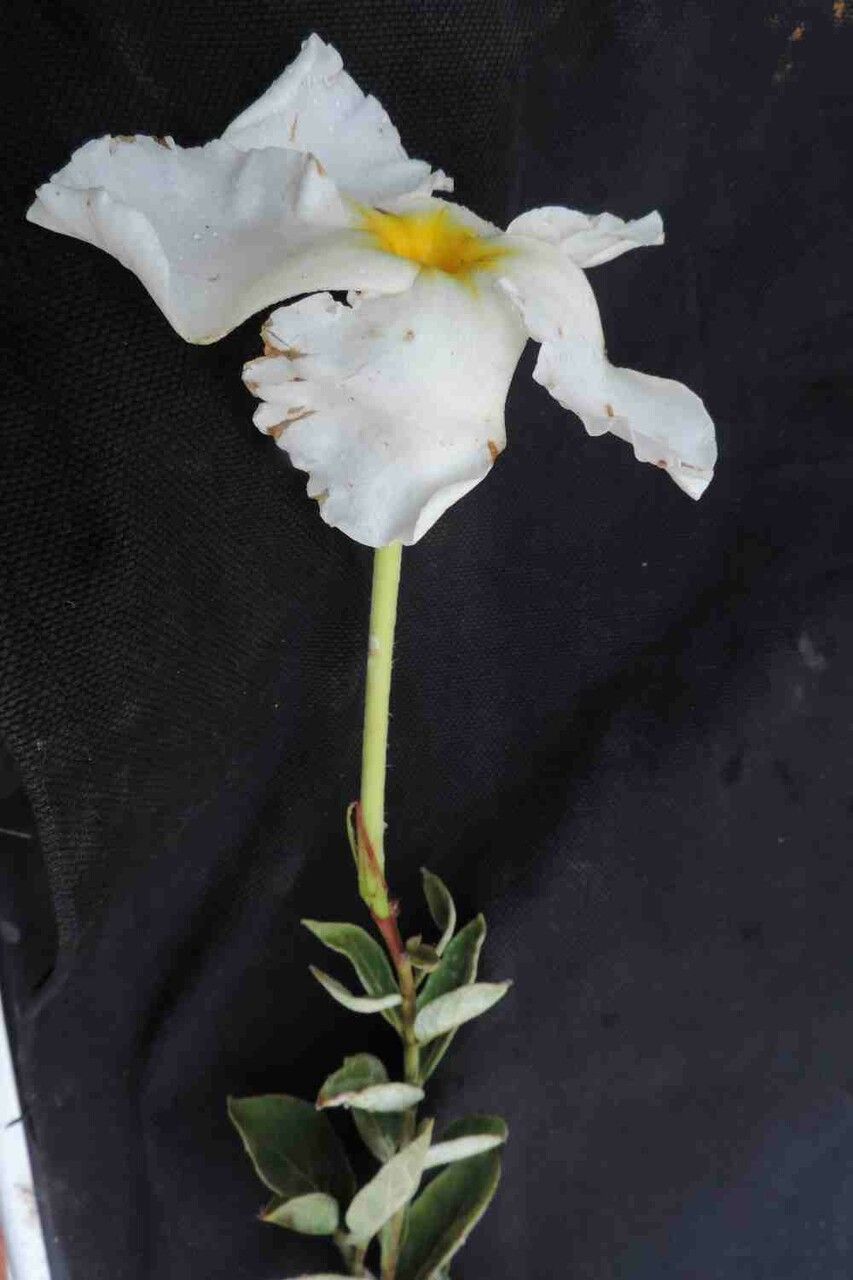 Mandevilla longiflora leaf