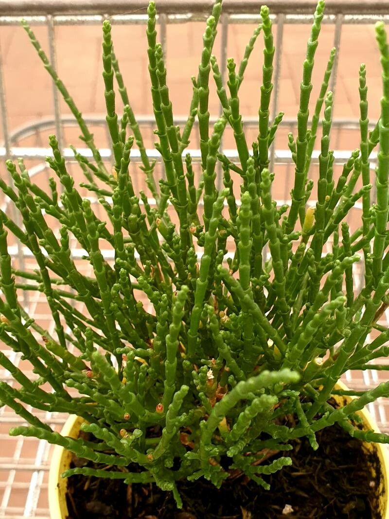 Salicornia perennis — houseplant care guide