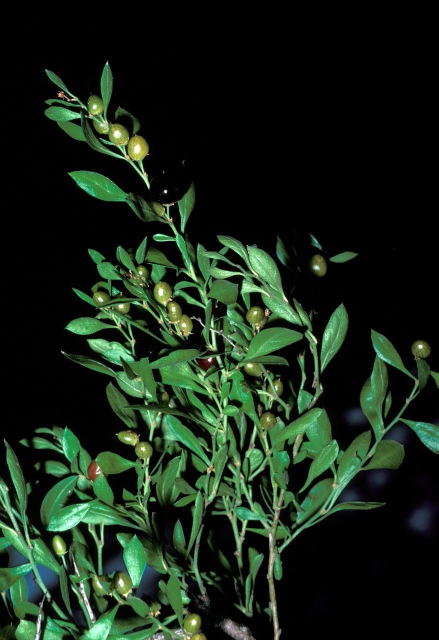 Condalia hookeri — related species from the same genus