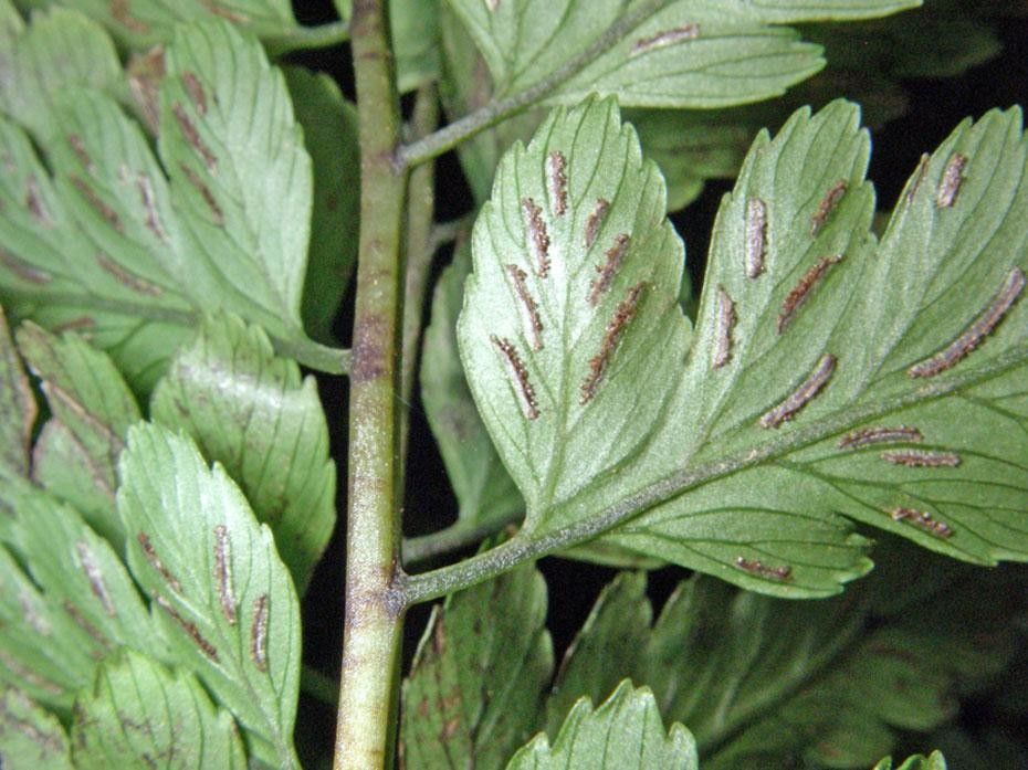 Diplazium prominulum — houseplant care guide