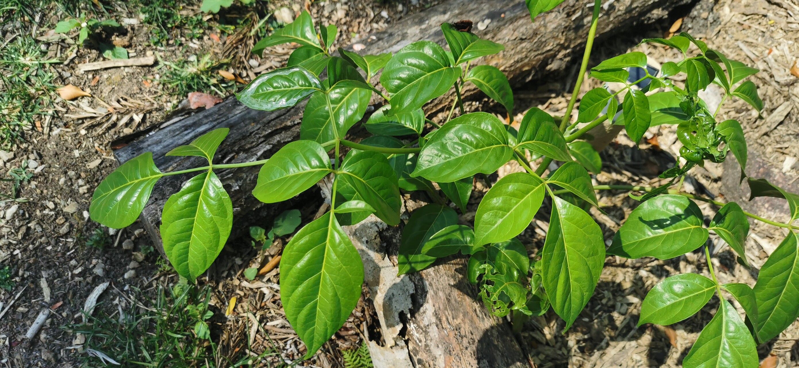Polyscias elegans — search result for 'Polyscias'