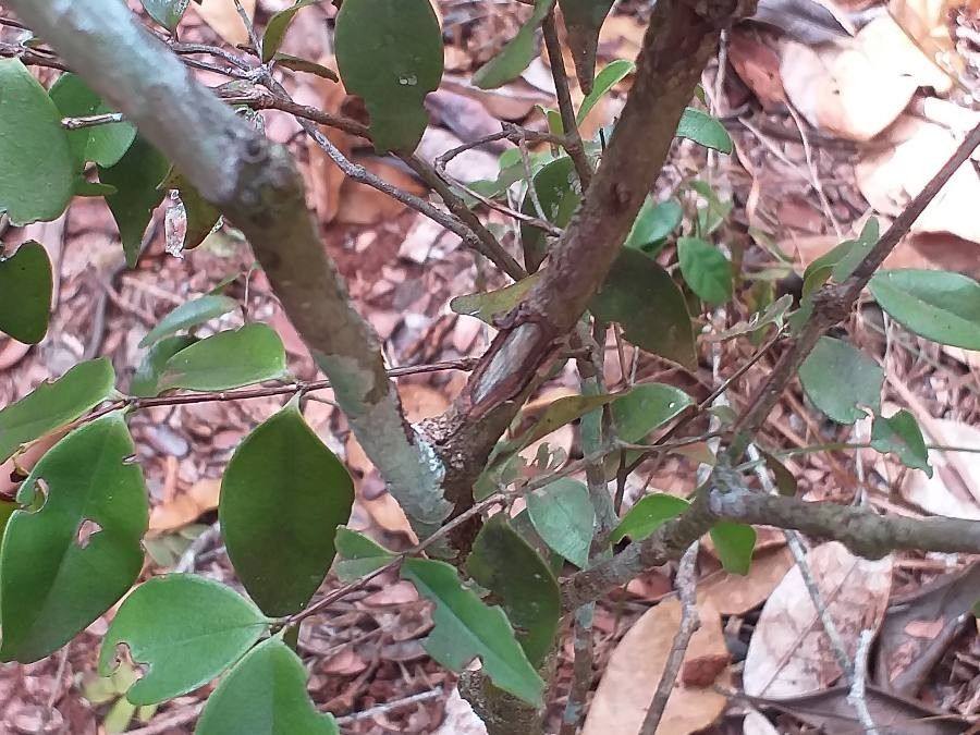 Strychnos henningsii bark