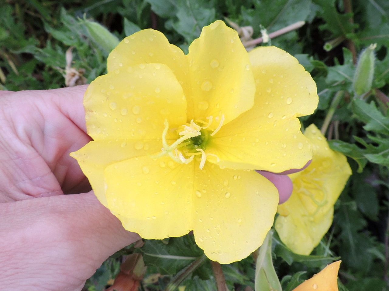 Oenothera grandis — search result for 'Oenothera'