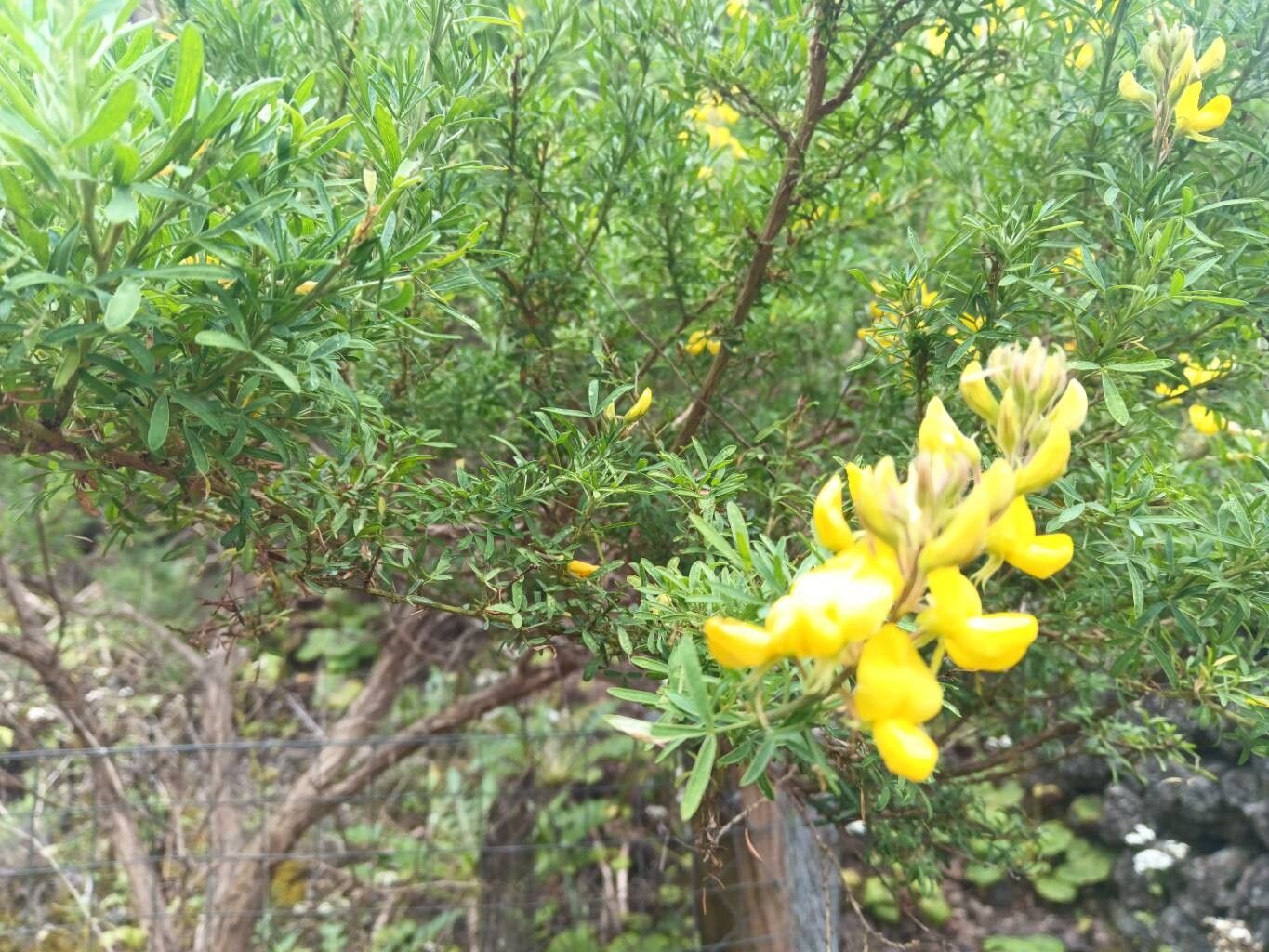 Adenocarpus ombriosus — houseplant care guide