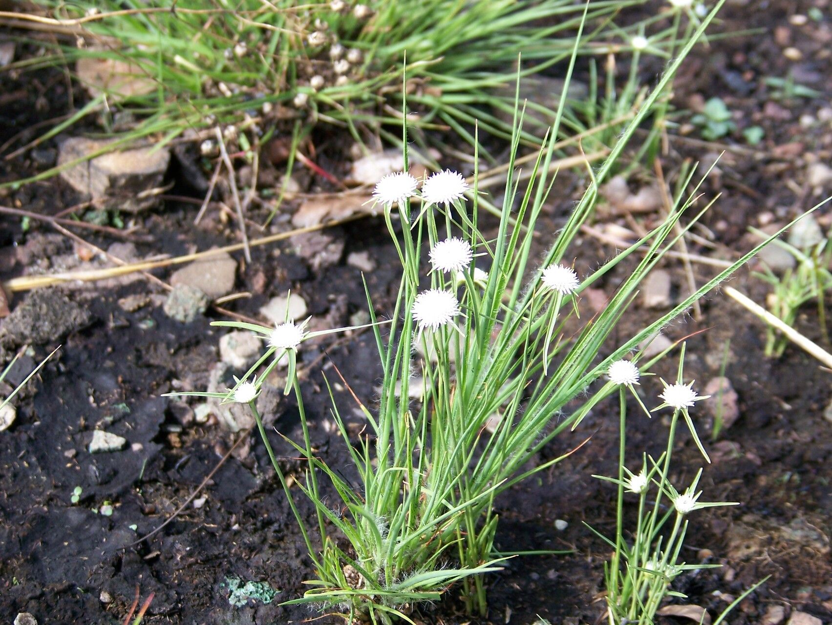 Cyperus metallorum habit