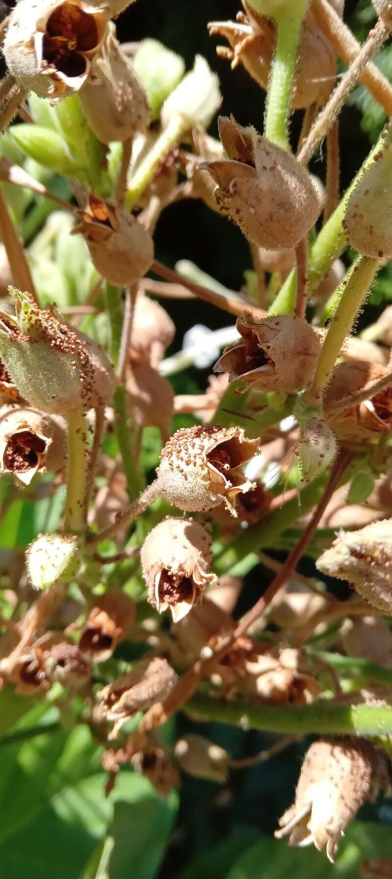 Nicotiana alata fruit