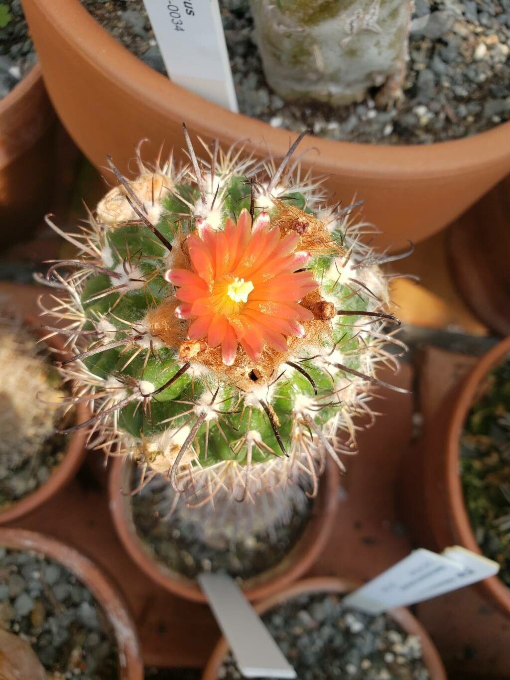 Parodia subterranea flower