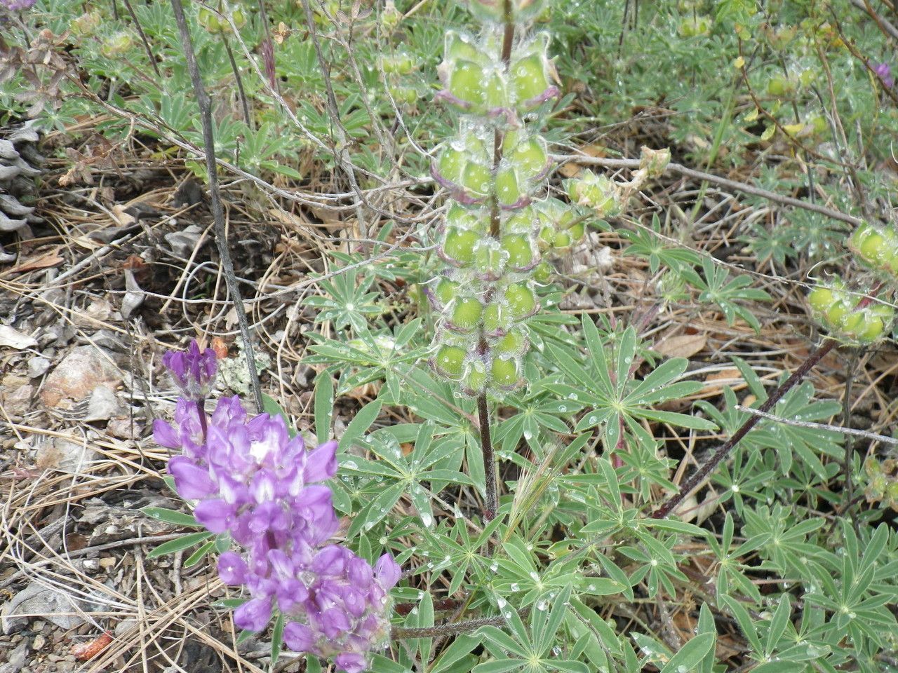 Lupinus formosus habit