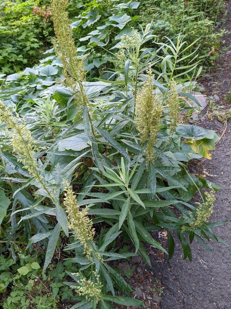 Artemisia suksdorfii flower