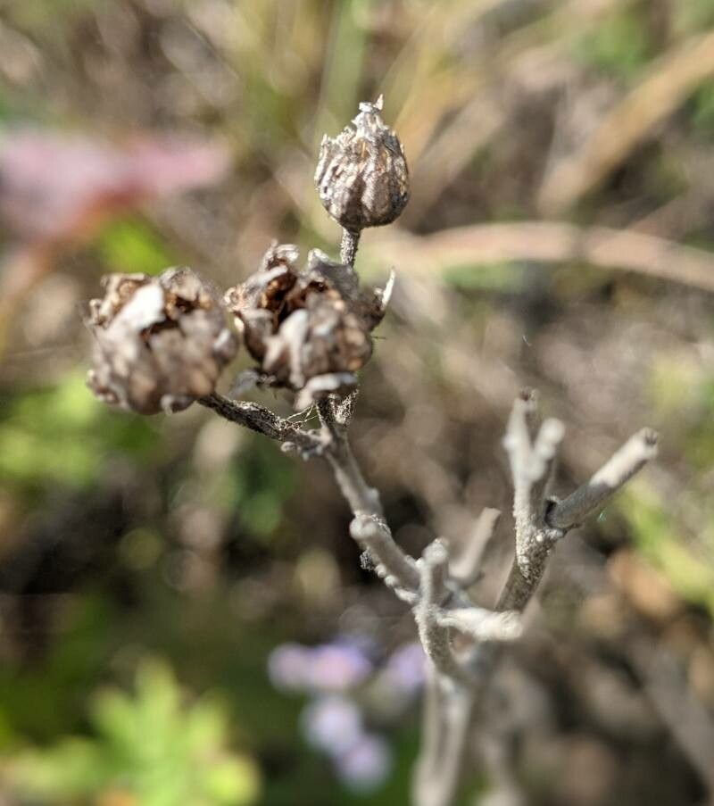 Drymocallis arguta fruit