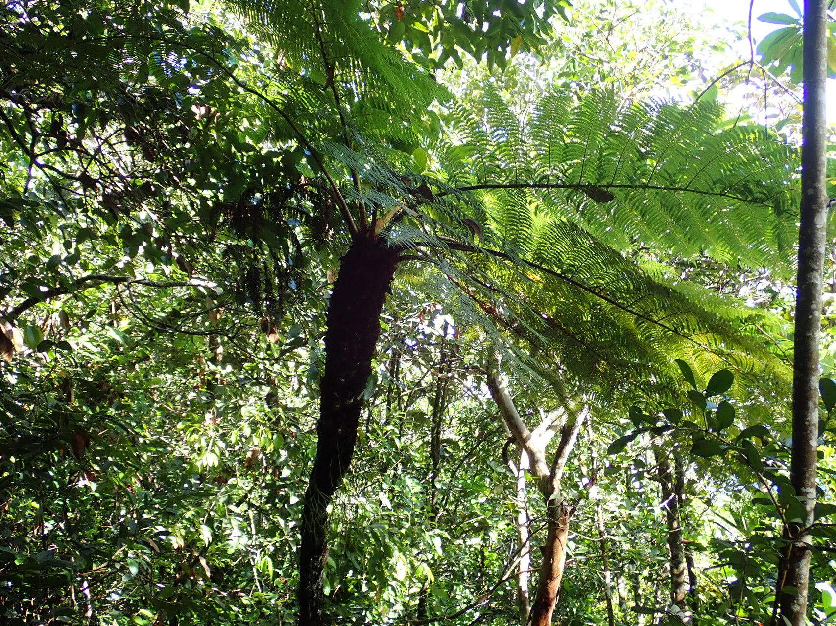 Alsophila sechellarum habit