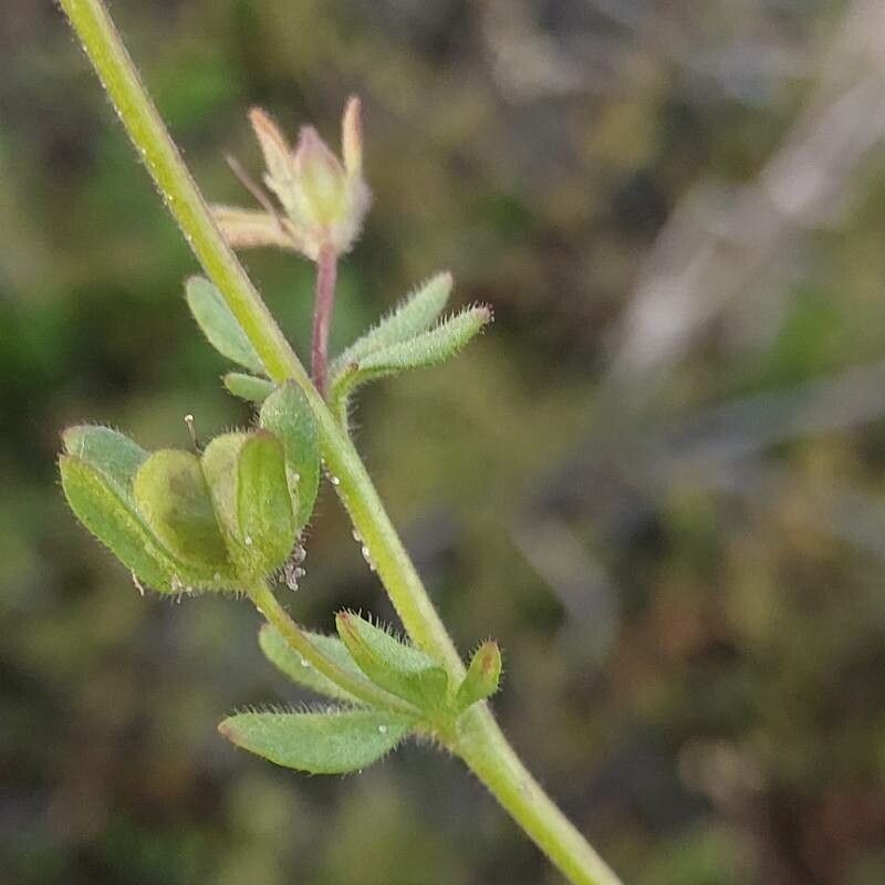 Veronica triphyllos fruit