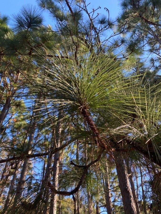 Pinus palustris leaf