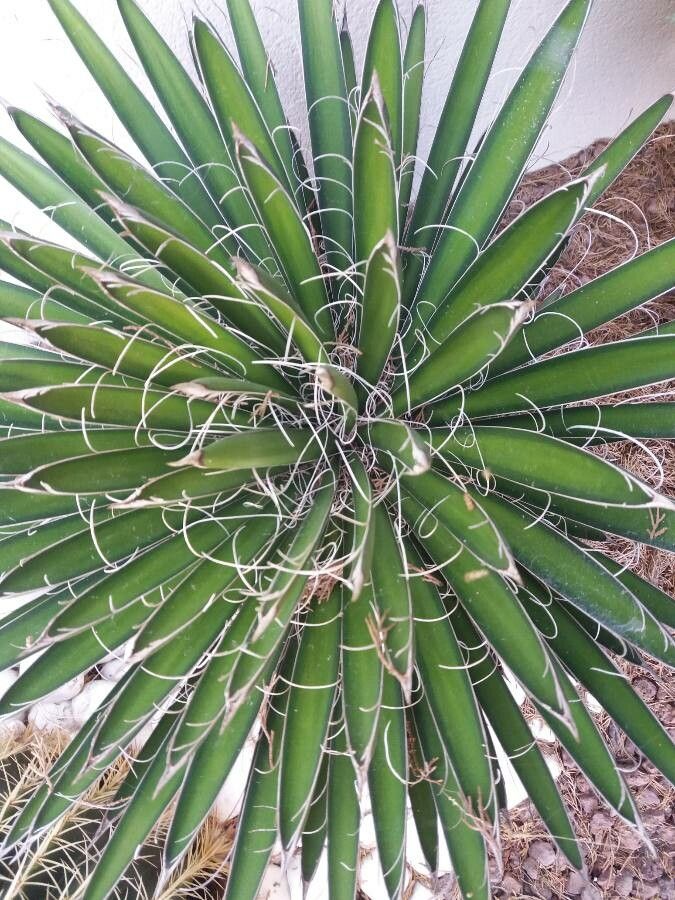 Yucca decipiens leaf
