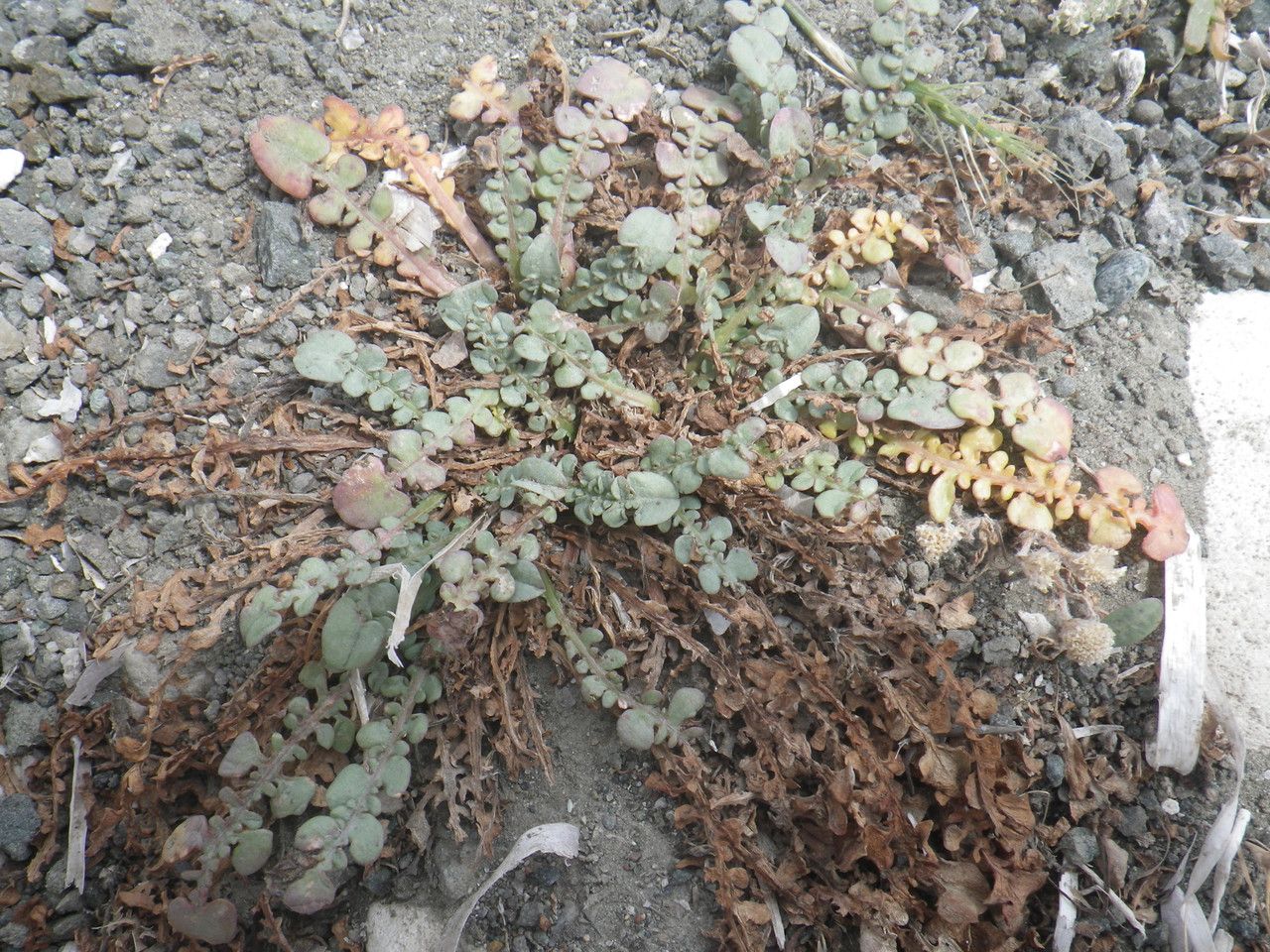 Taraxacum aphrogenes — search result for 'Taraxacum'