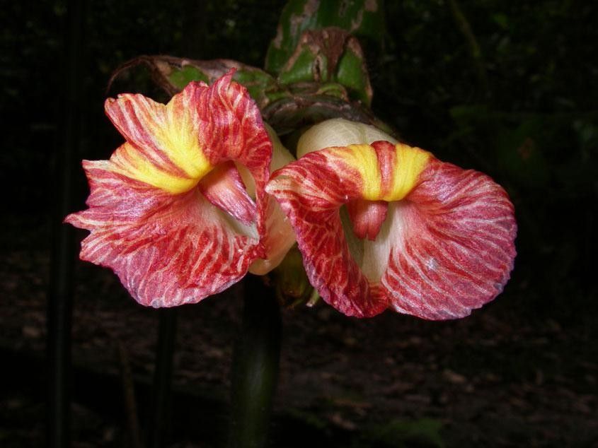 Costus bracteatus flower