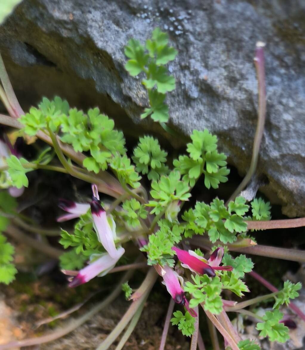 Fumaria macrosepala — search result for 'Fumaria'