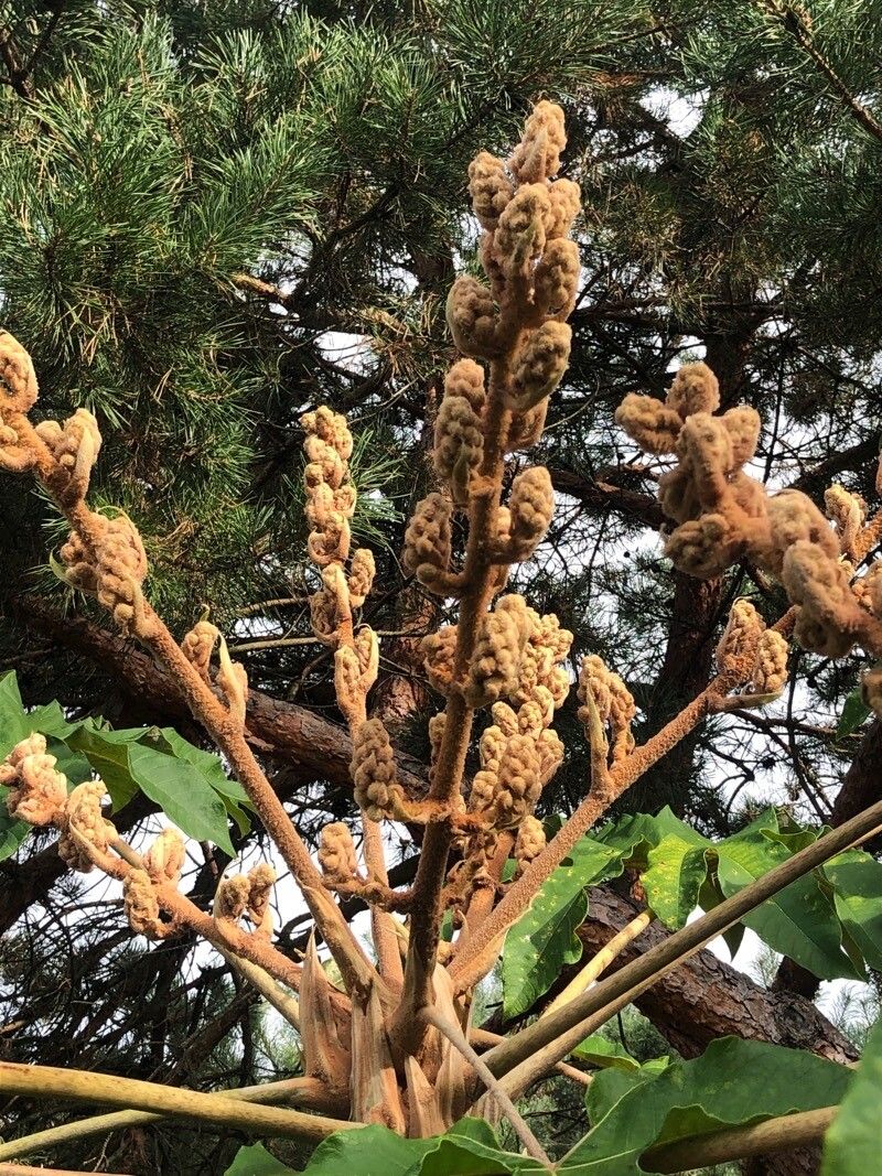 Tetrapanax papyrifer fruit
