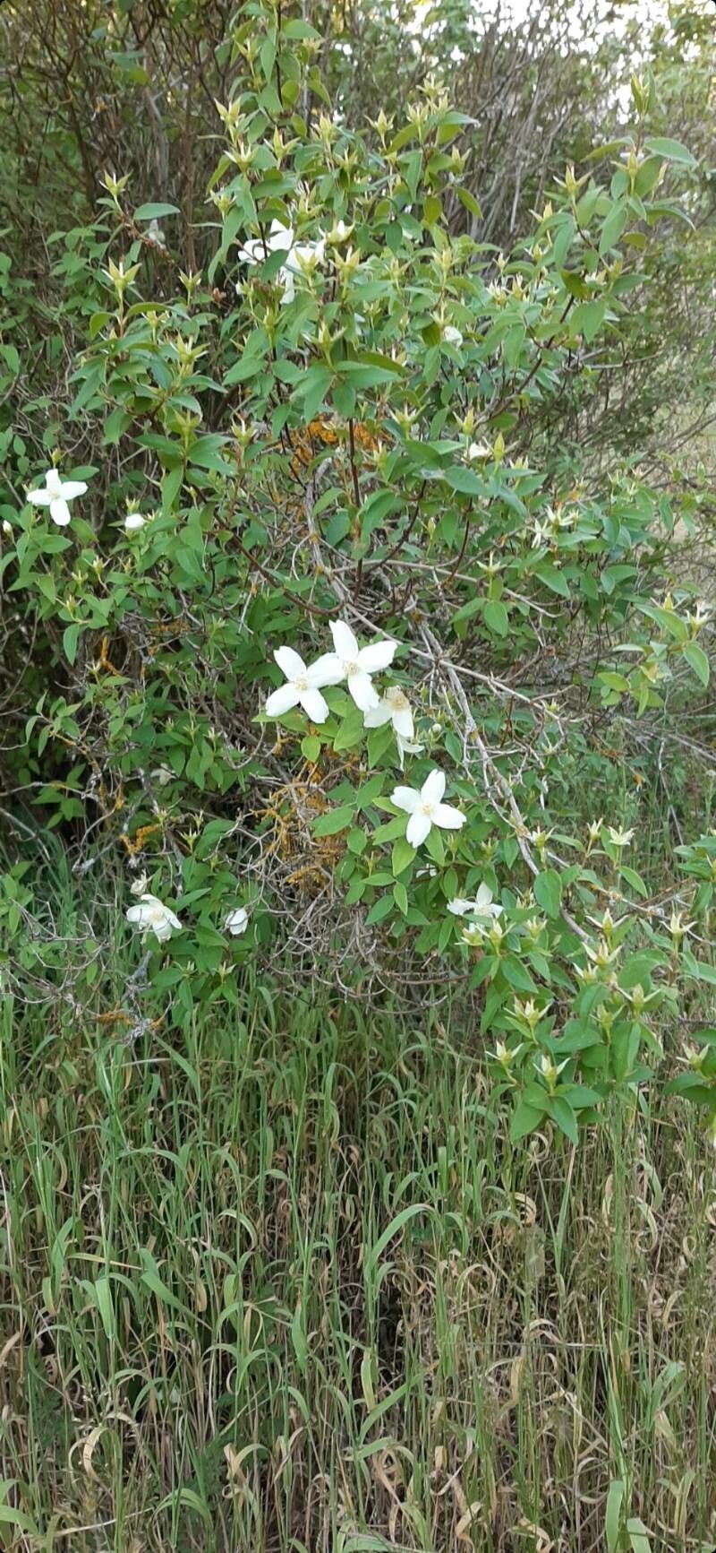 Philadelphus microphyllus flower