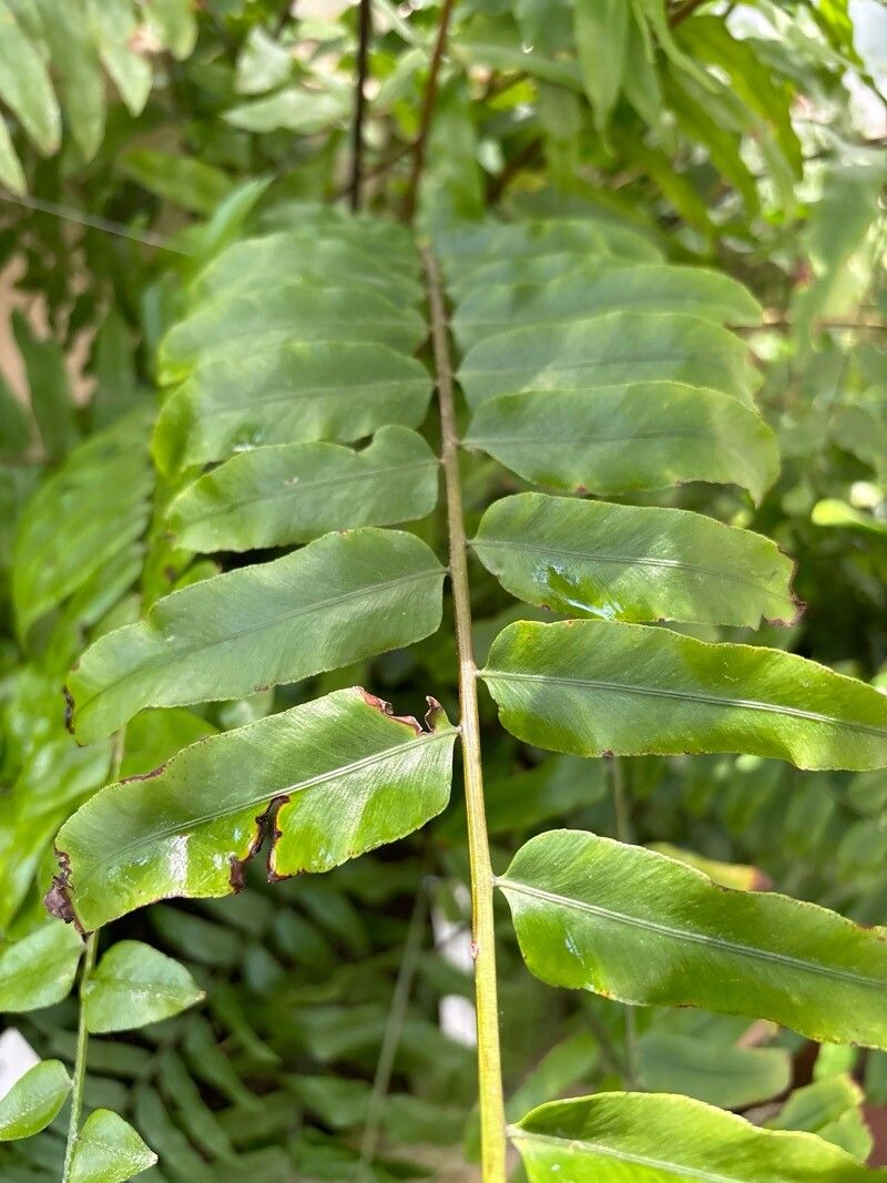 Thelypteris serrata leaf
