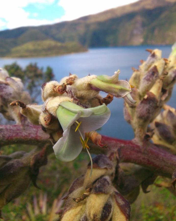 Puya glomerifera flower