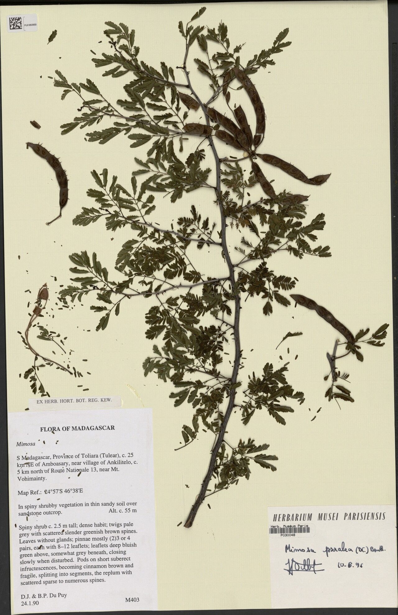 Mimosa psoralea — search result for 'Mimosa'