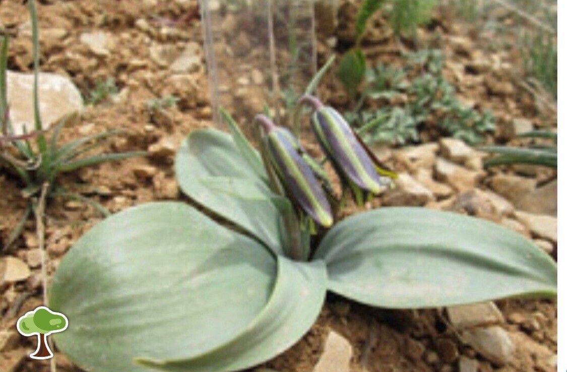 Fritillaria avromanica — search result for 'Fritillaria'