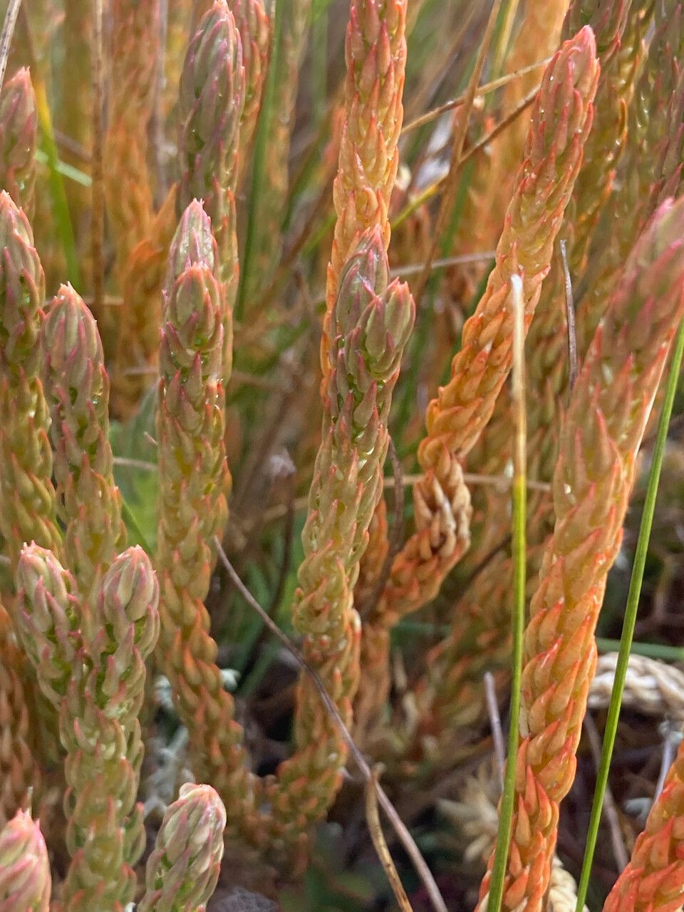 Huperzia crassa — search result for 'Huperzia'