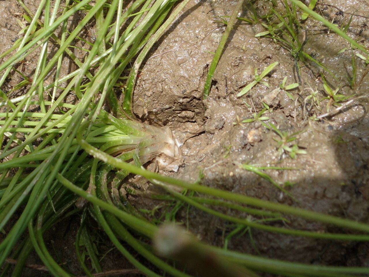 Isoetes longissima bark
