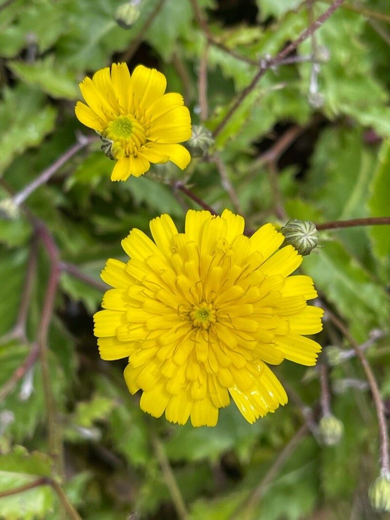 Leontodon filii flower