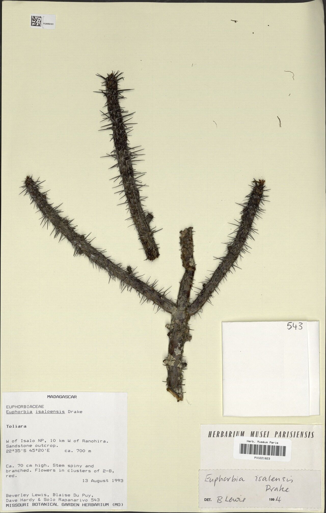 Euphorbia fanjahiraensis — houseplant care guide