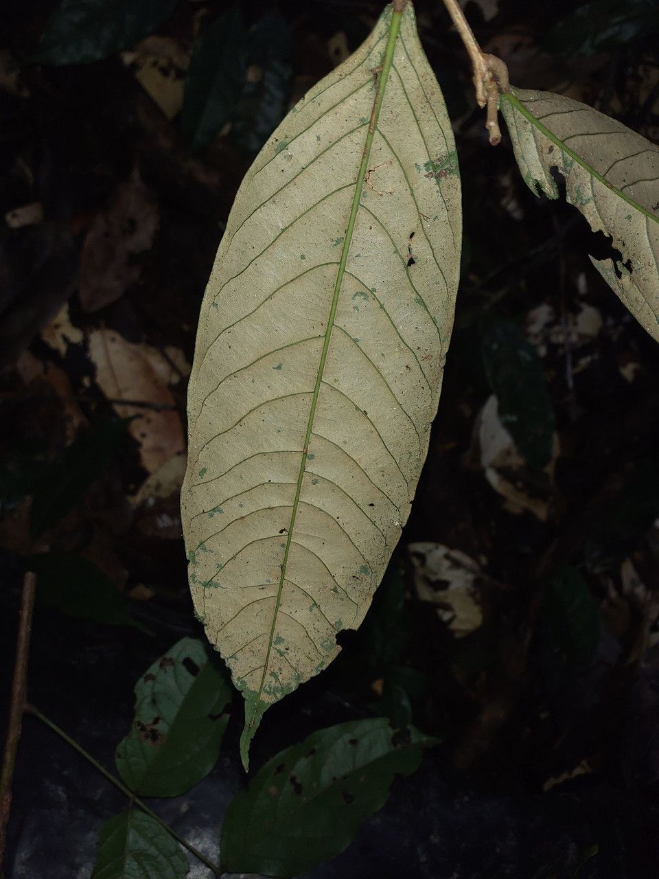 Couepia guianensis — houseplant care guide