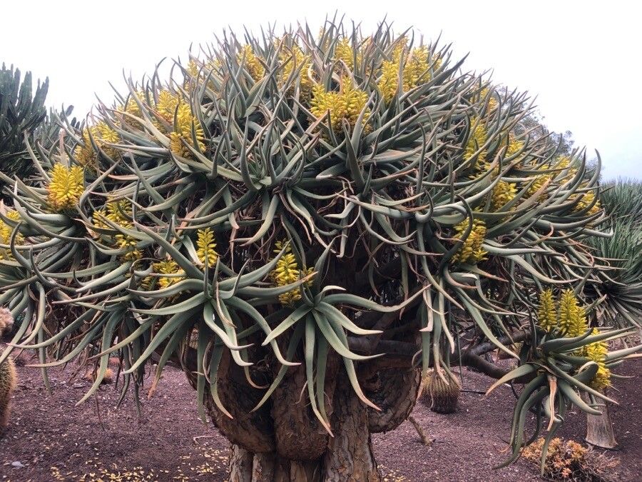 Aloe dichotoma — search result for 'Namibia'