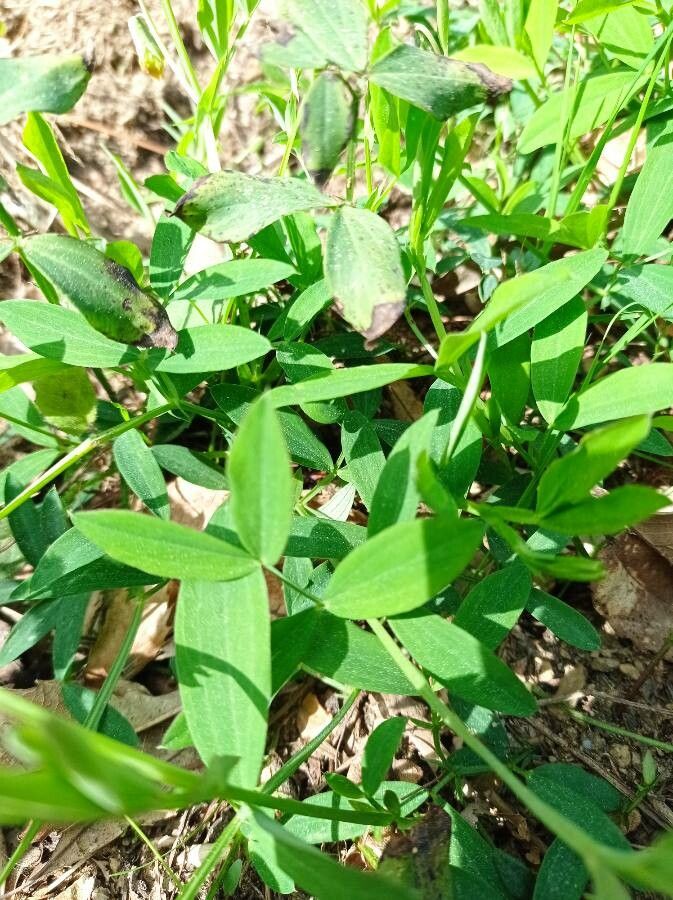 Lathyrus linifolius leaf