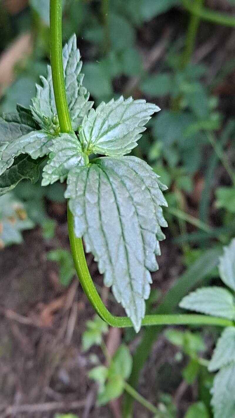 Nemesia denticulata — related species from the same genus