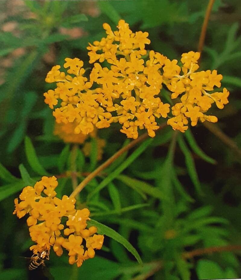 Patrinia intermedia — related species from the same genus