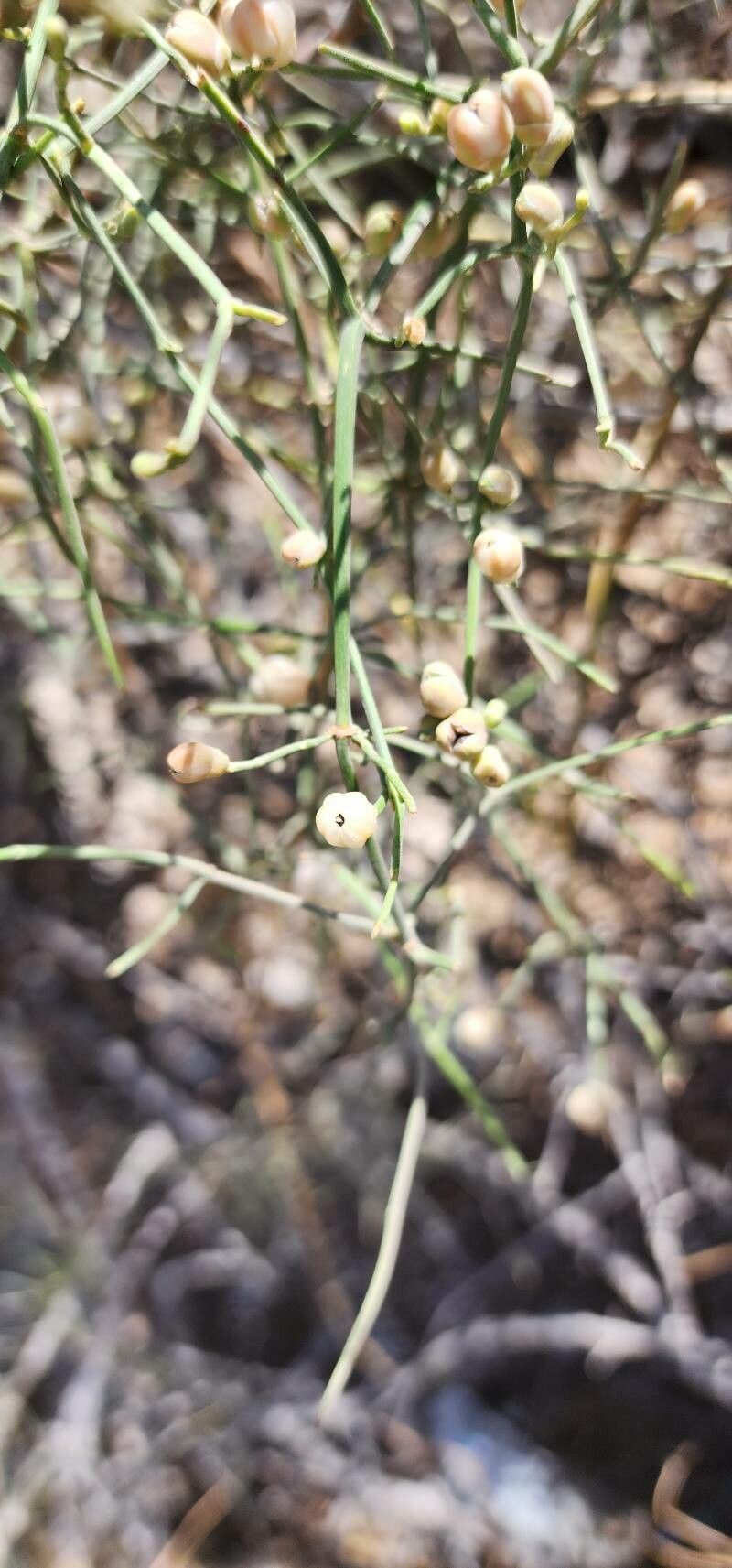 Ephedra ciliata flower