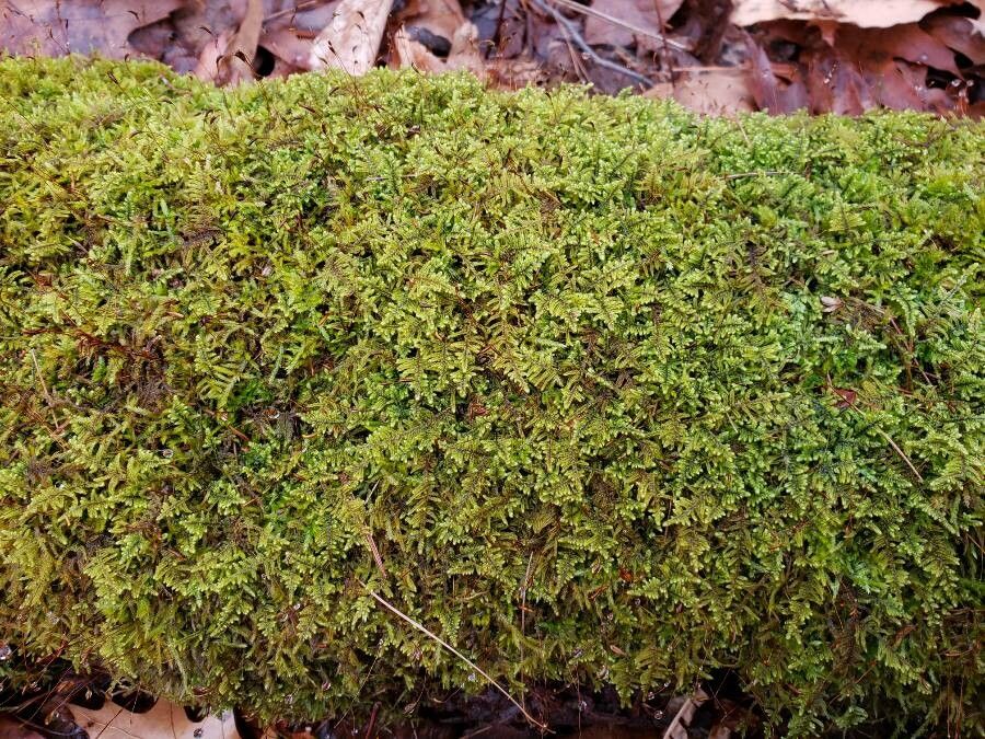 Selaginella apoda habit