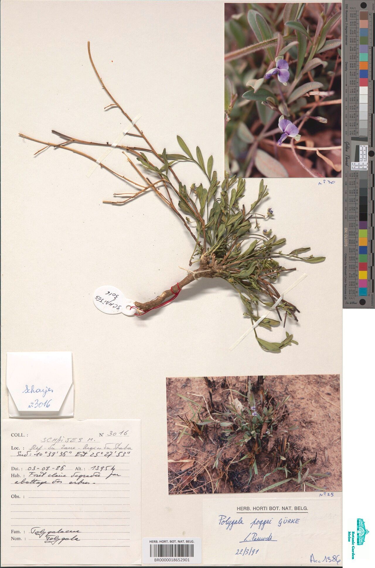 Polygala poggei — houseplant care guide