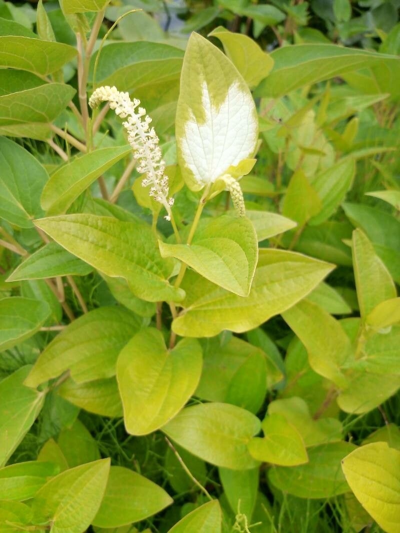 Saururus chinensis — search result for 'China and Vietnam'
