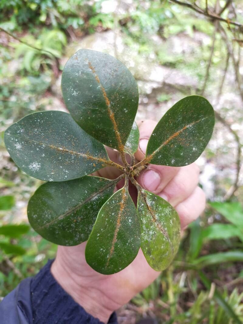 Turraea monticola — houseplant care guide