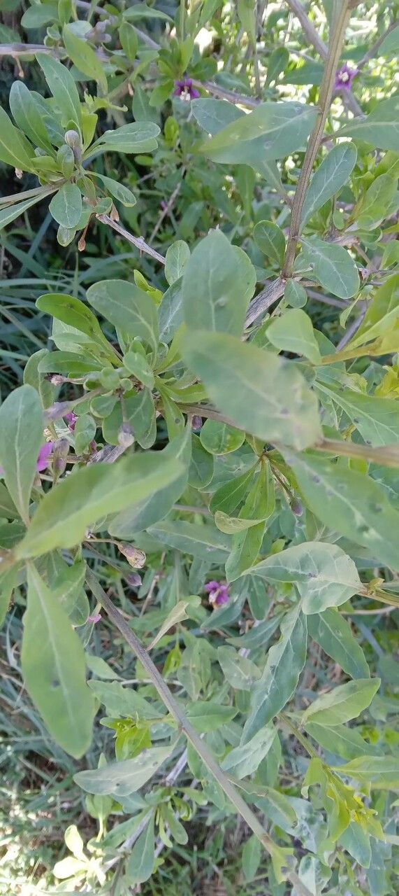 Lycium barbarum — search result for 'Solanaceae'