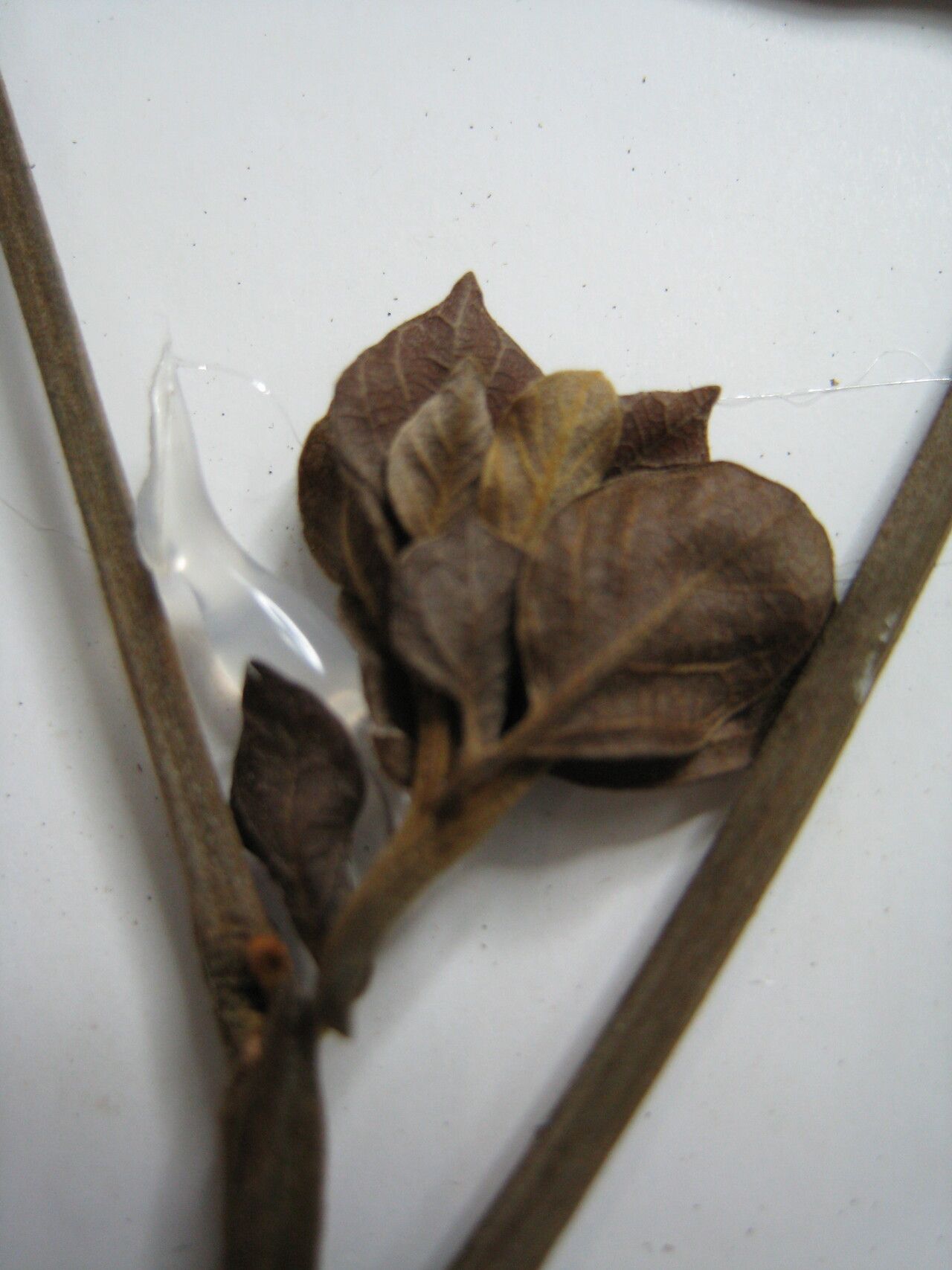 Tachigali bracteolata — houseplant care guide