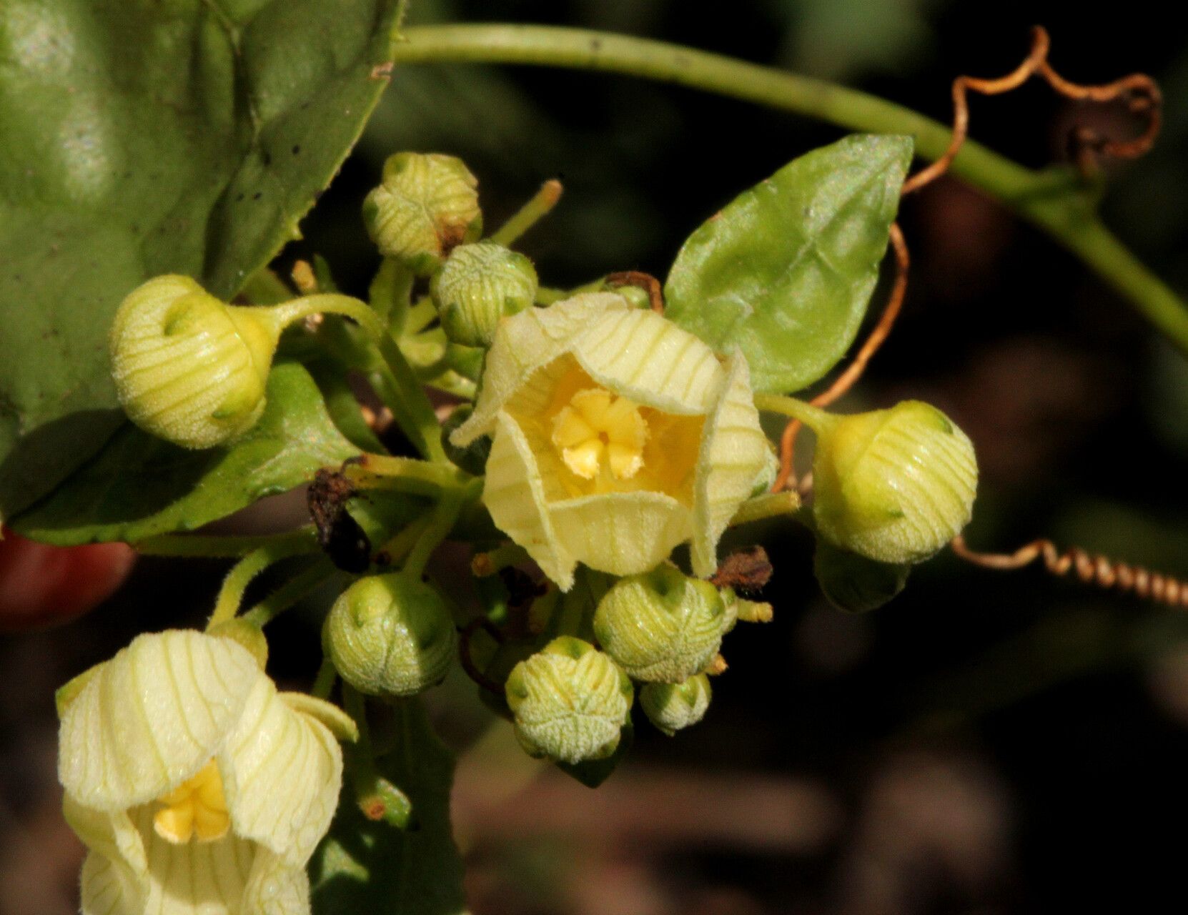 Momordica parvifolia — search result for 'Momordica'