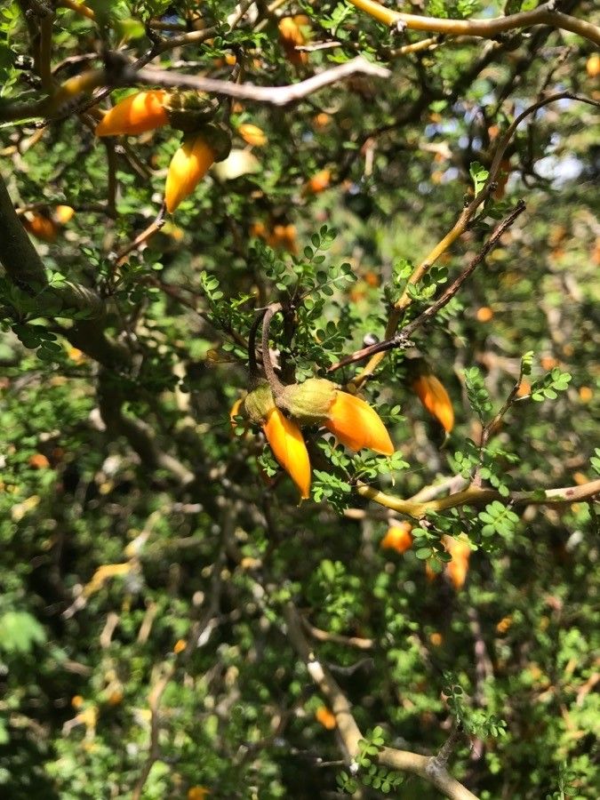 Sophora prostrata fruit