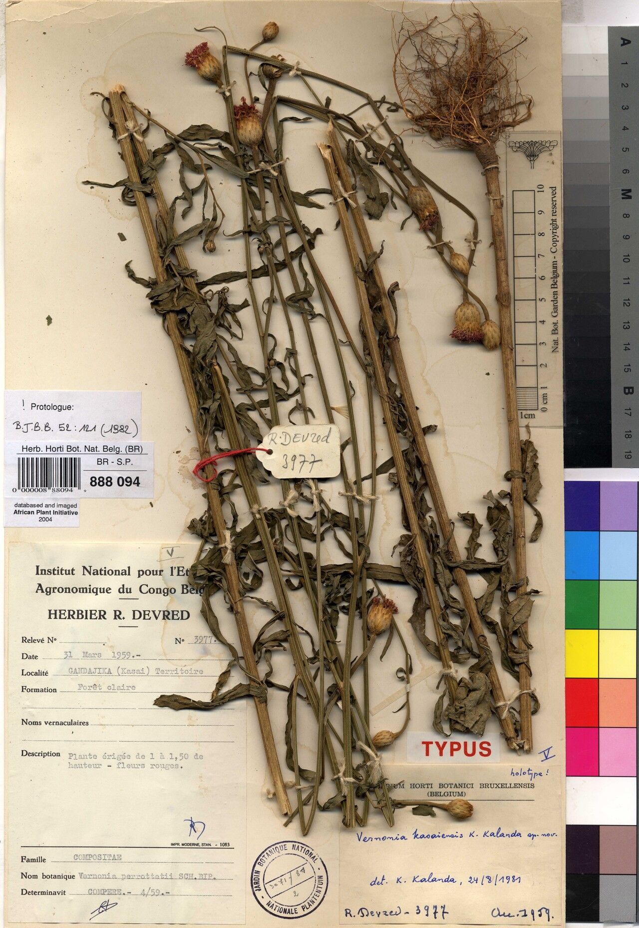 Vernonia kasaiensis — houseplant care guide