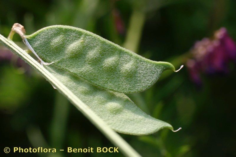 Vicia eriocarpa fruit