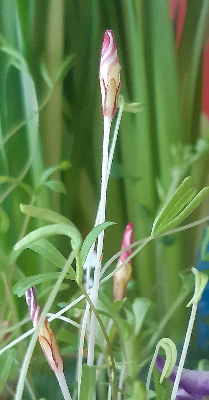 Oxalis versicolor flower