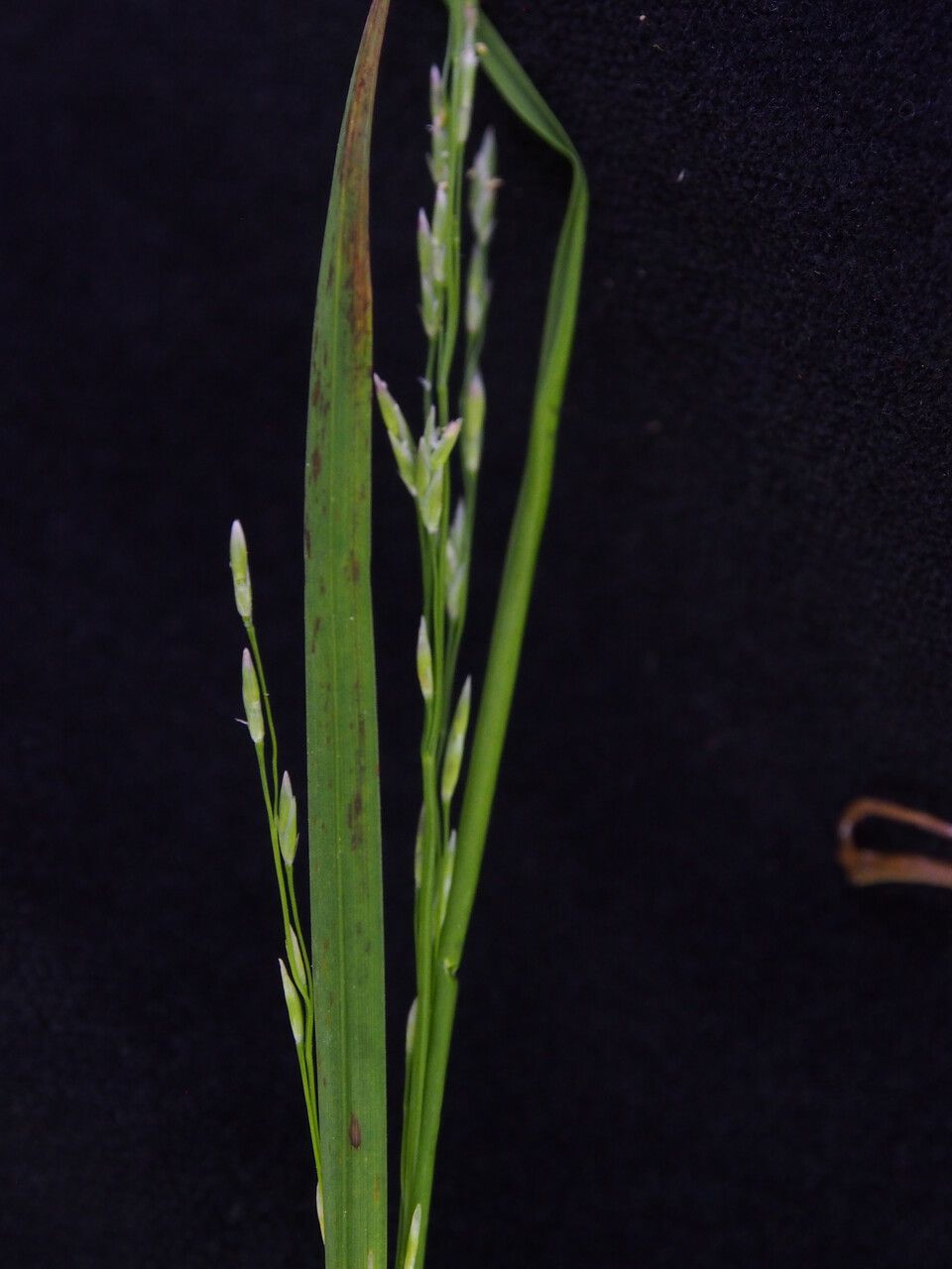 Glyceria tonglensis — houseplant care guide